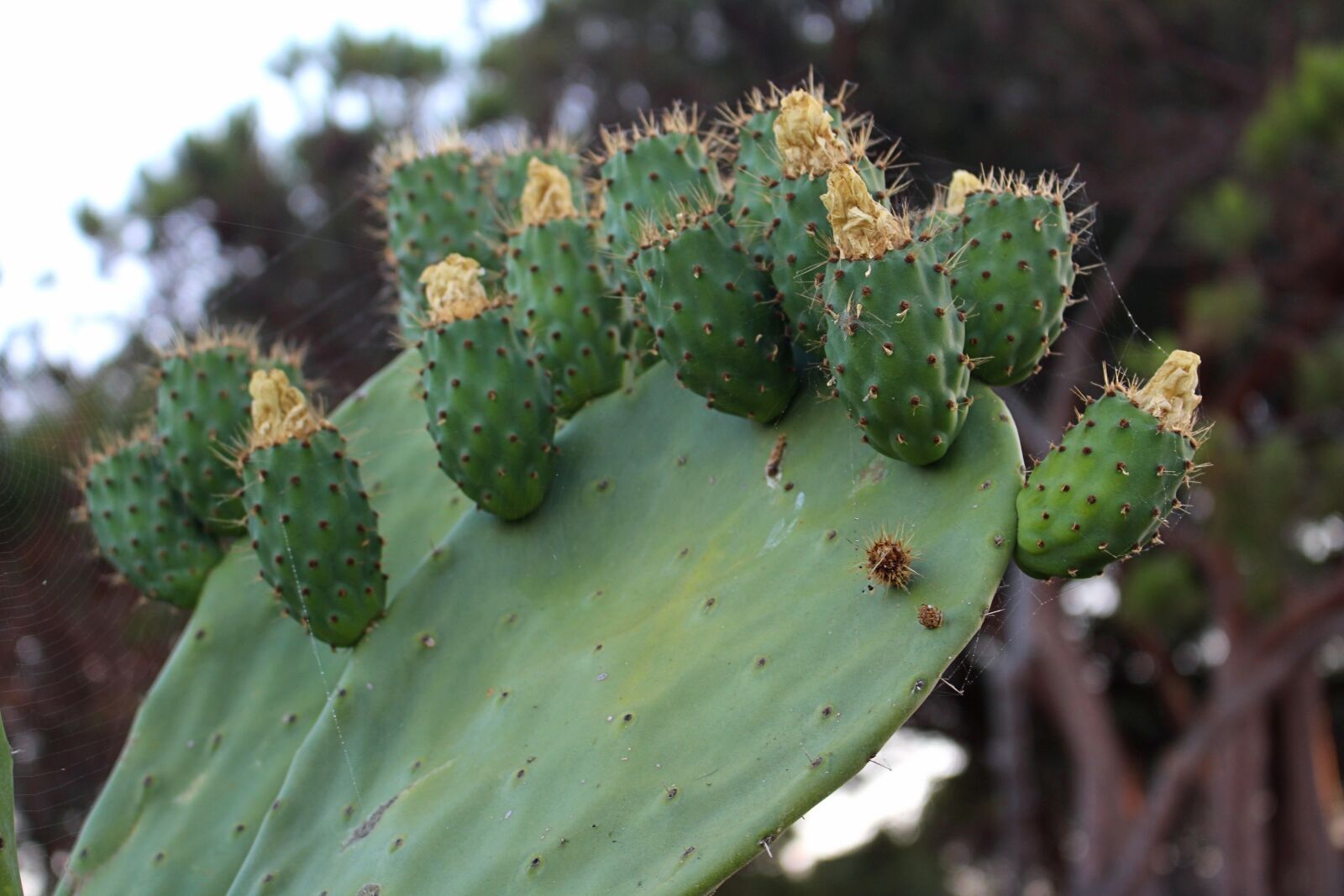 Canon EOS 700D (EOS Rebel T5i / EOS Kiss X7i) sample photo. Cactus, plant, spur photography