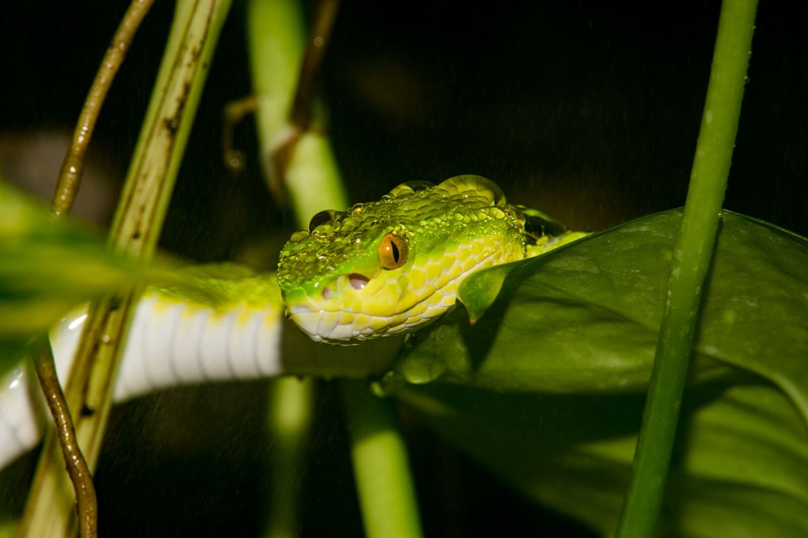 Sony ILCA-77M2 sample photo. Animal world, animal, nature photography