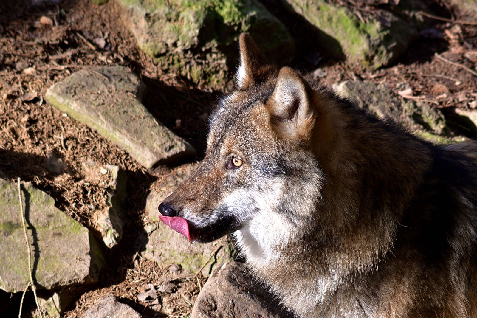 Nikon D5200 sample photo. Wolf, wilderness, nature photography