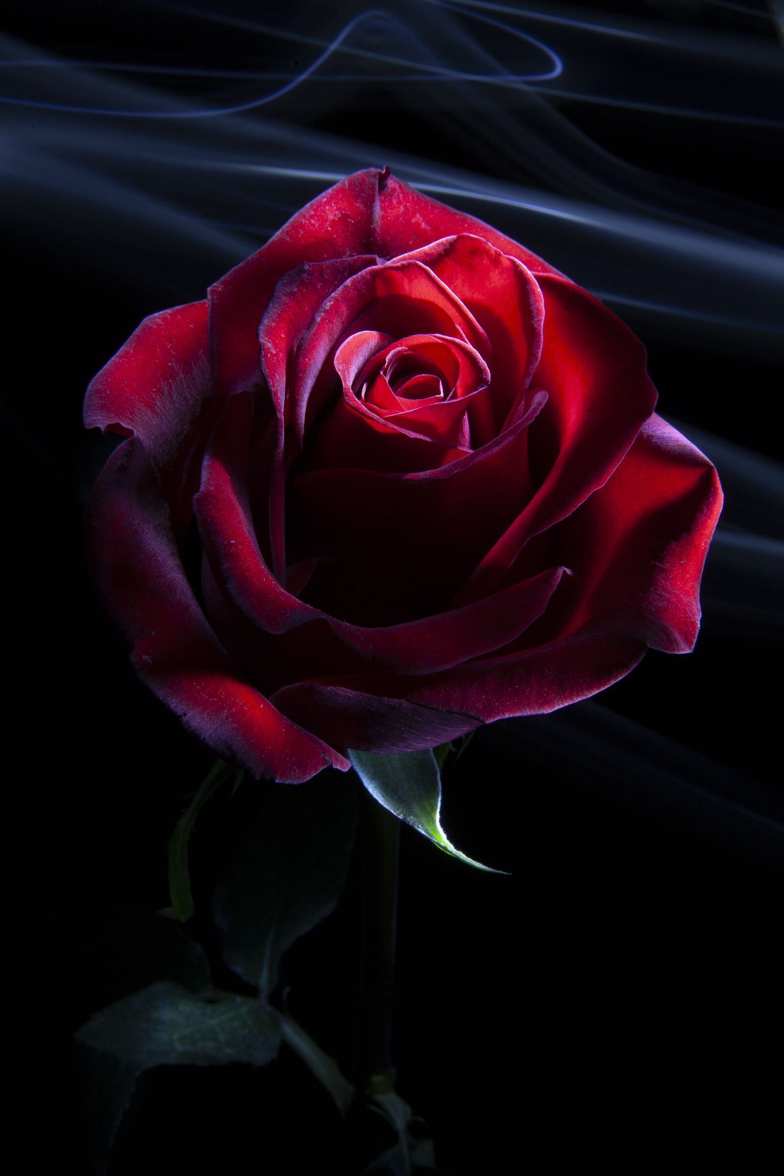 Canon EOS 5D sample photo. Rose, red, flower photography