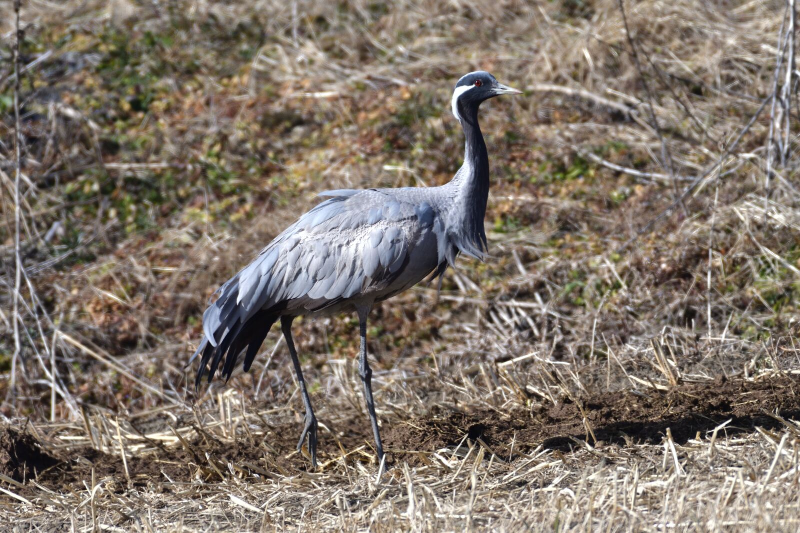 Nikon D500 sample photo. Bird, wild animals, natural photography