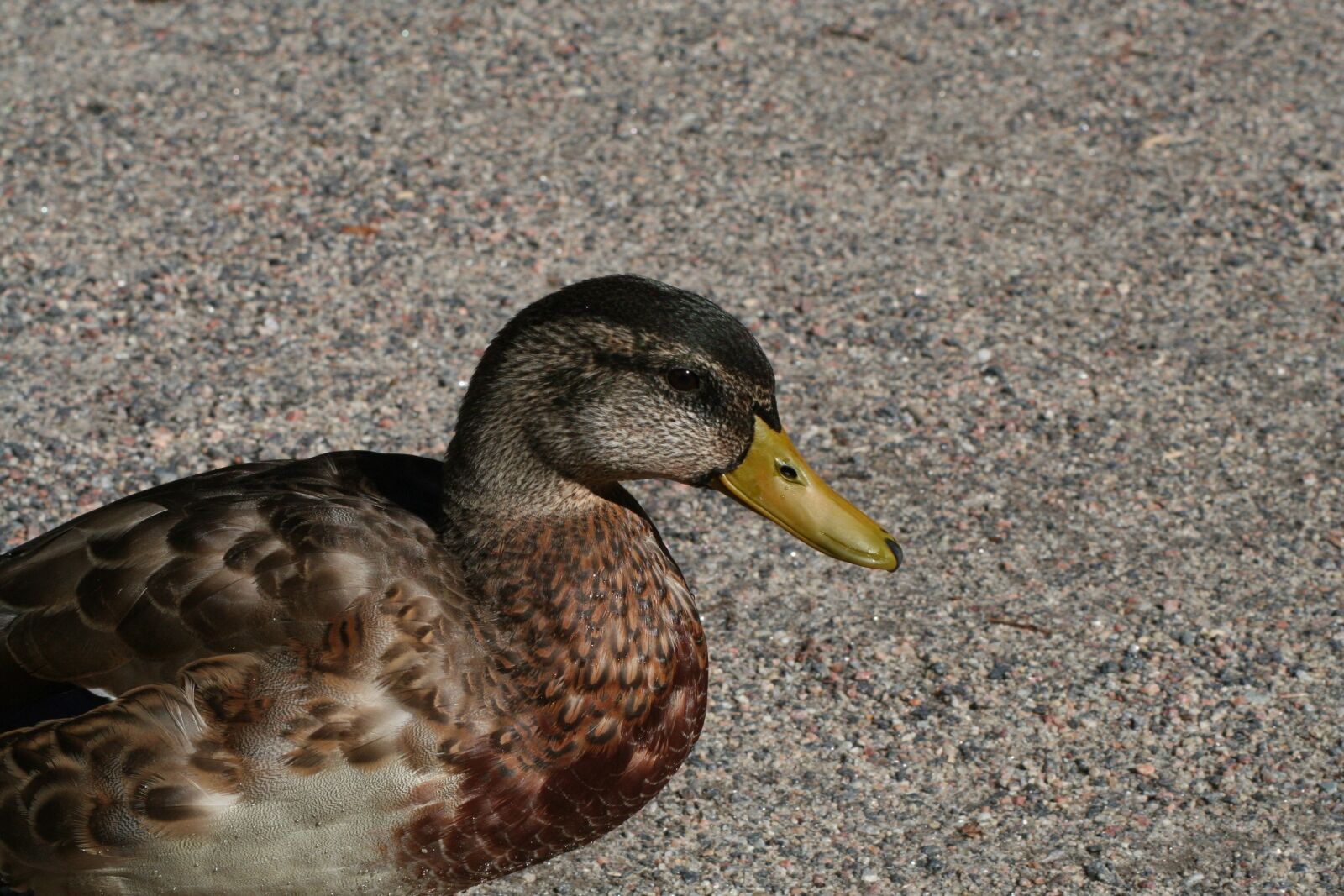 Canon EOS 350D (EOS Digital Rebel XT / EOS Kiss Digital N) sample photo. Duck, bird, anas platyrhynchos photography