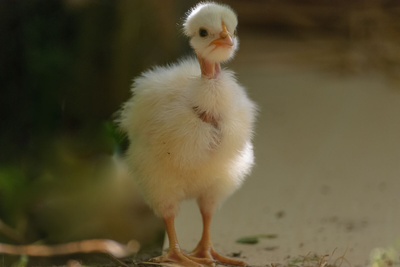 Nikon D80 sample photo. Chick, gallinacé, animal photography