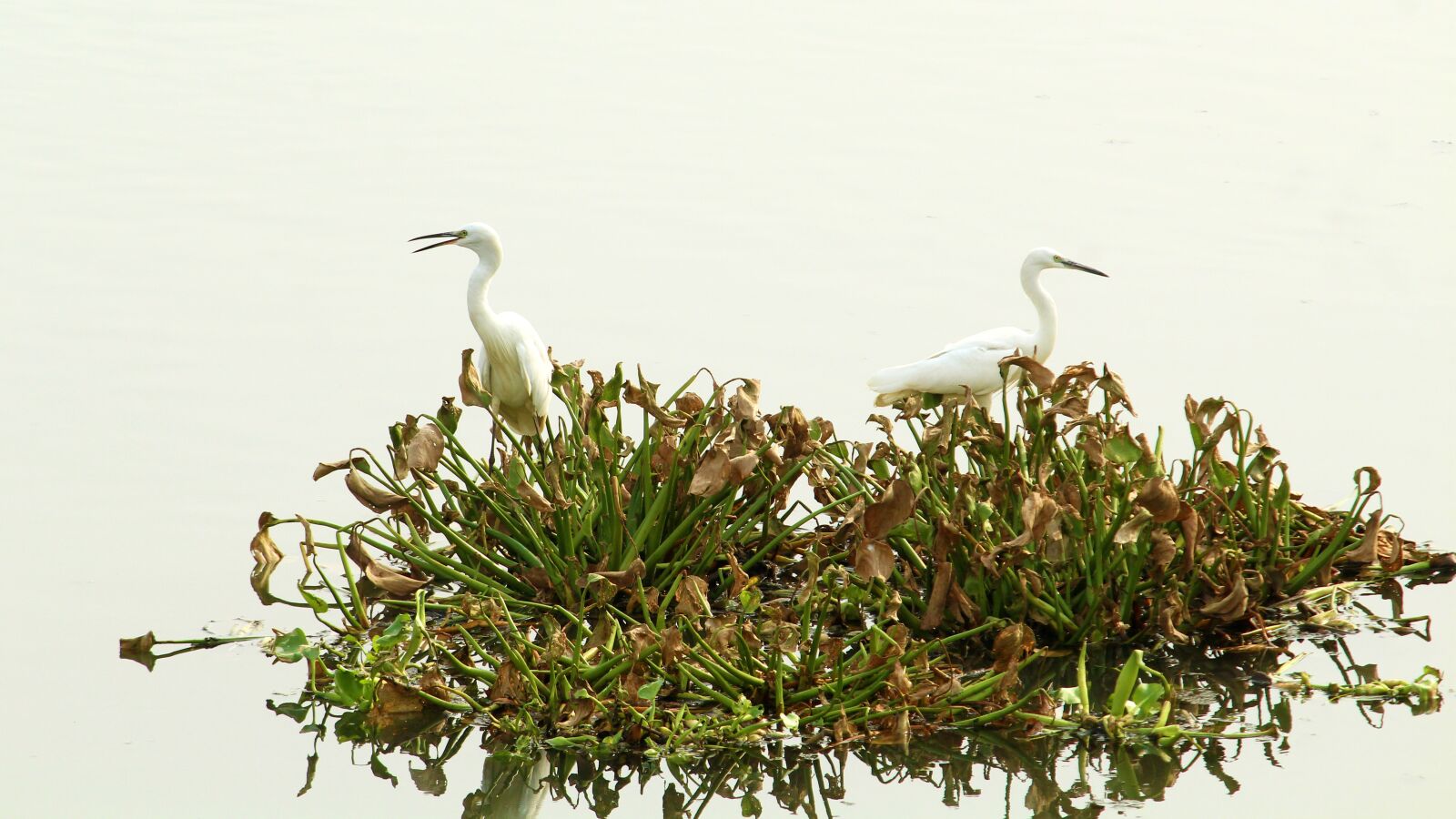 Canon EOS 1300D (EOS Rebel T6 / EOS Kiss X80) sample photo. Little, egret, pair photography