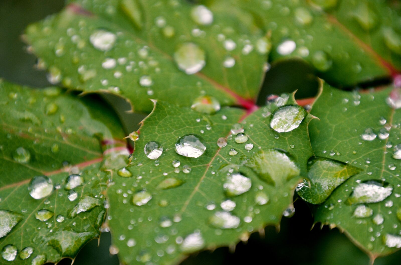 Nikon D7000 sample photo. Foliage, rain, raindrop photography
