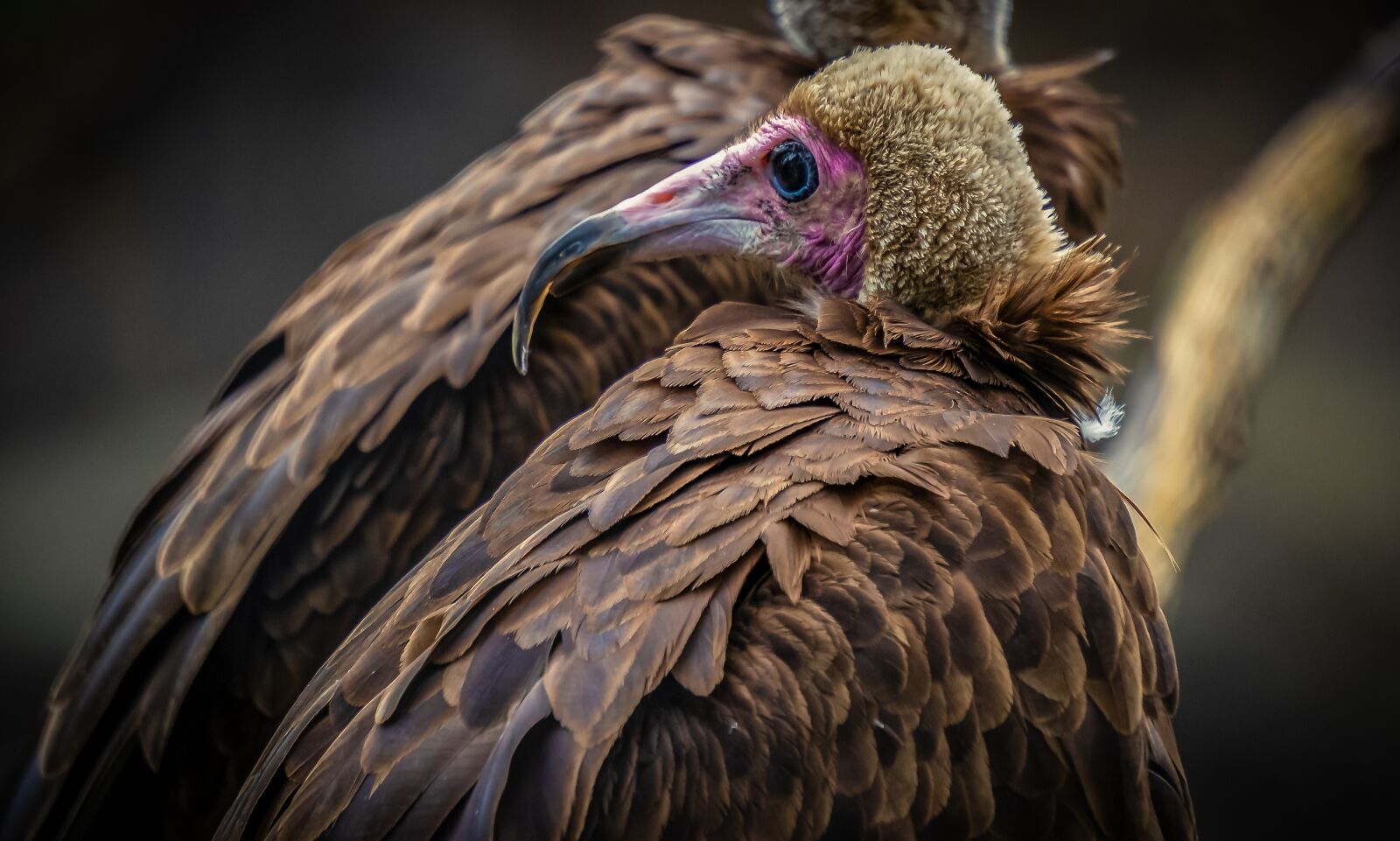 Sony E 55-210mm F4.5-6.3 OSS sample photo. Vulture, bird, bill photography
