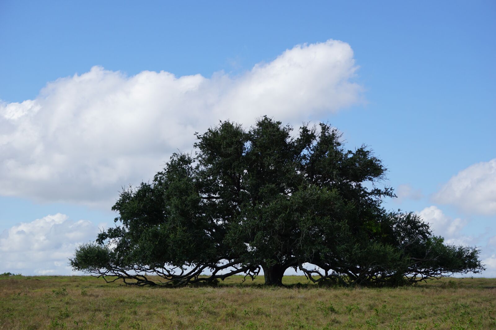Sony E 55-210mm F4.5-6.3 OSS sample photo. Tree, oak tree, blue photography