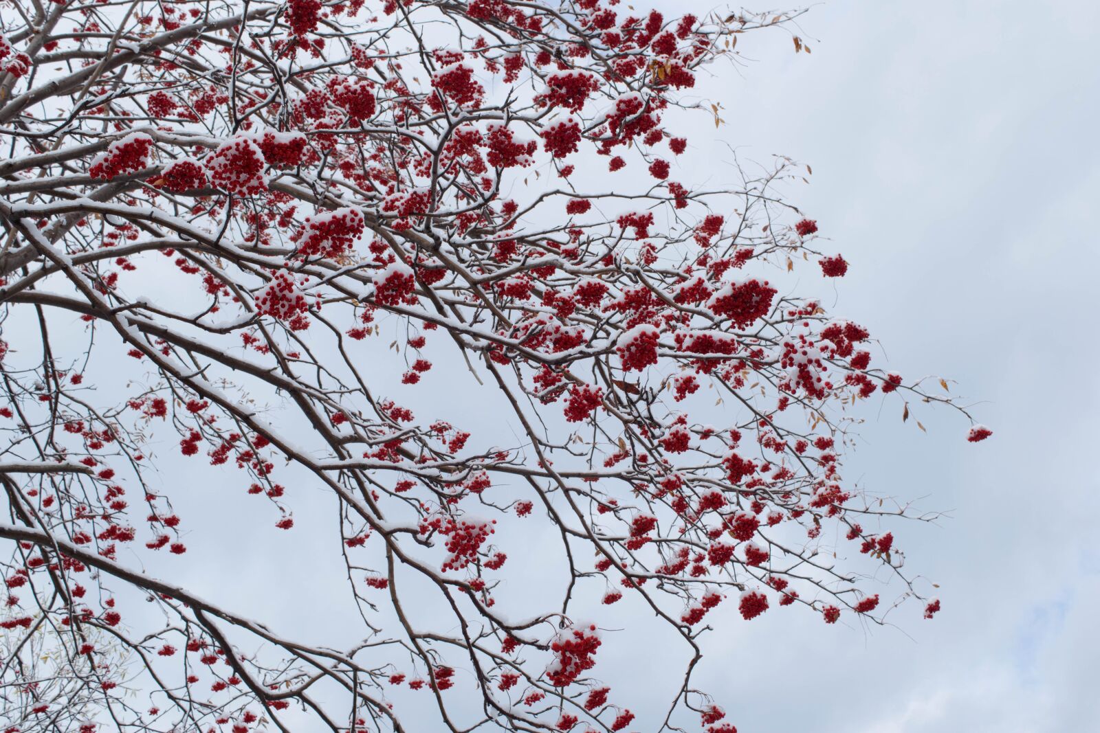 Nikon D5300 sample photo. Rowan, winter, snow photography