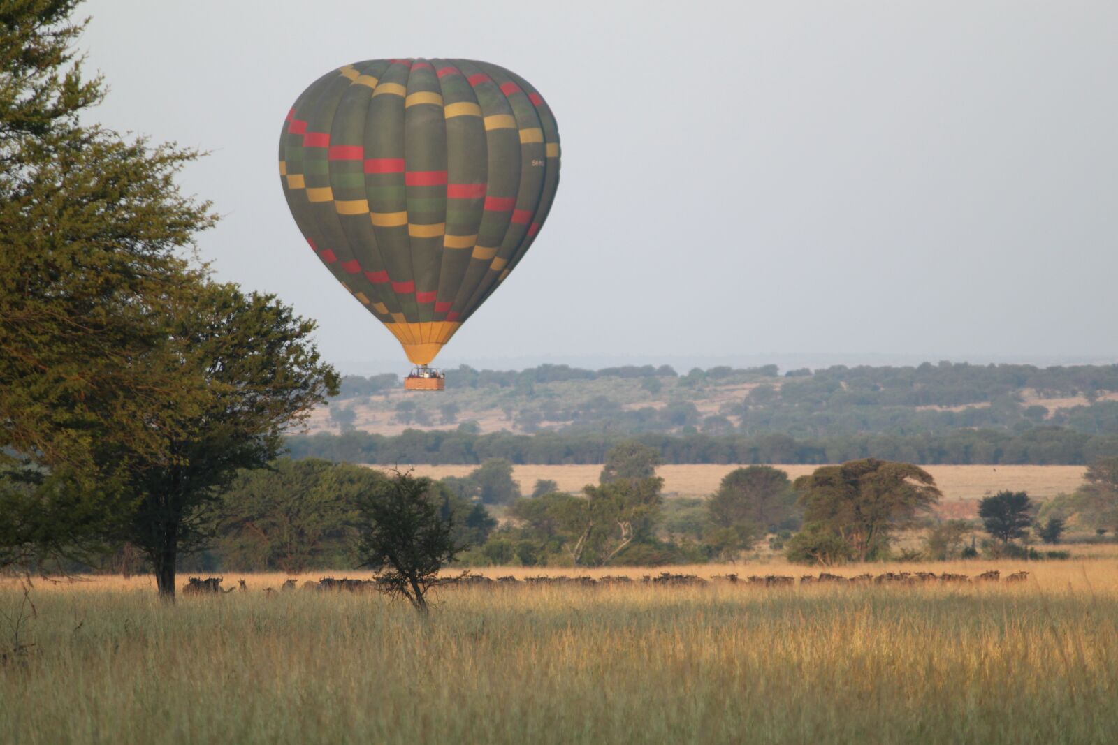 Canon EOS 500D (EOS Rebel T1i / EOS Kiss X3) sample photo. Africa, nature, safari photography