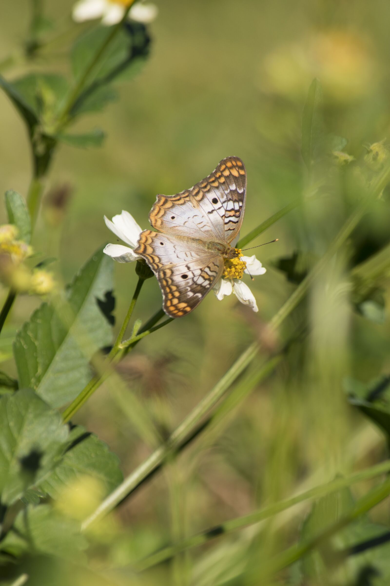 Nikon D5500 sample photo. White peacock butterfly, butterfly photography