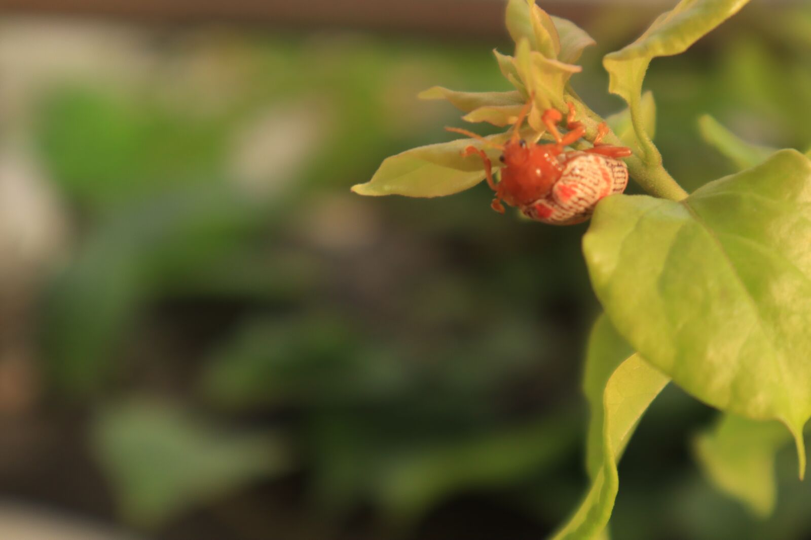 Canon EOS M50 (EOS Kiss M) sample photo. The leaves, tree, beetles photography