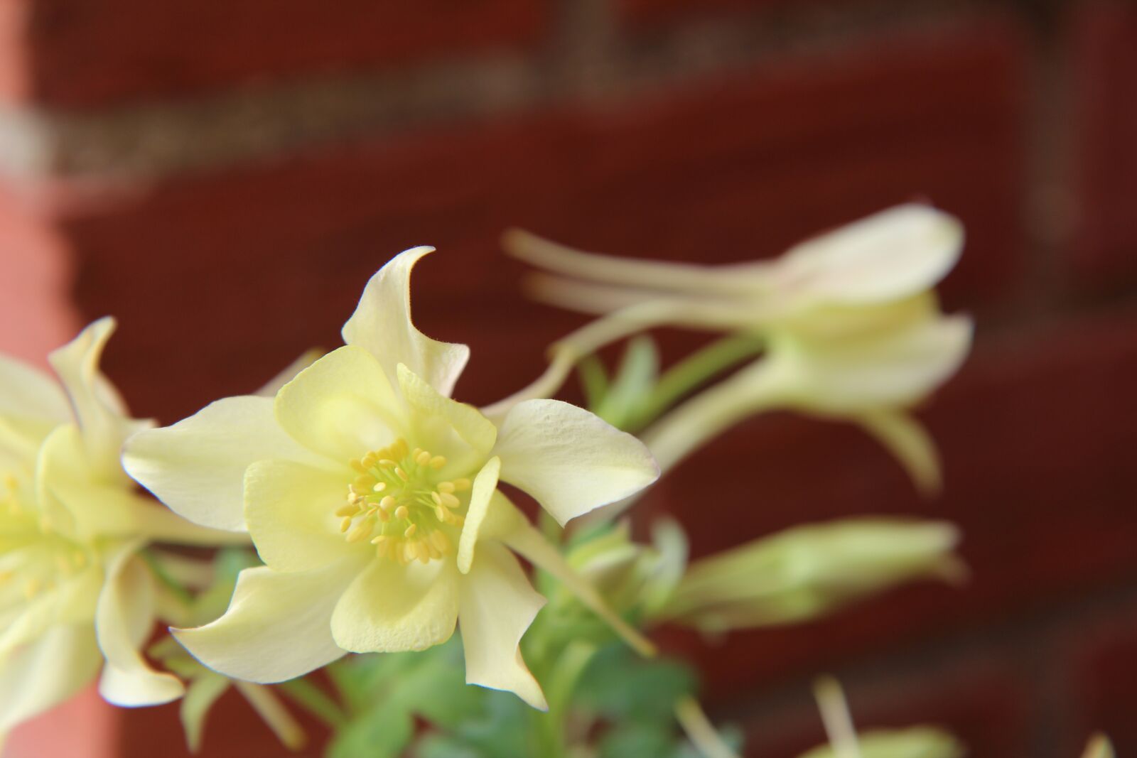 Canon EOS 600D (Rebel EOS T3i / EOS Kiss X5) sample photo. Columbine, ancolie yellow, flowering photography