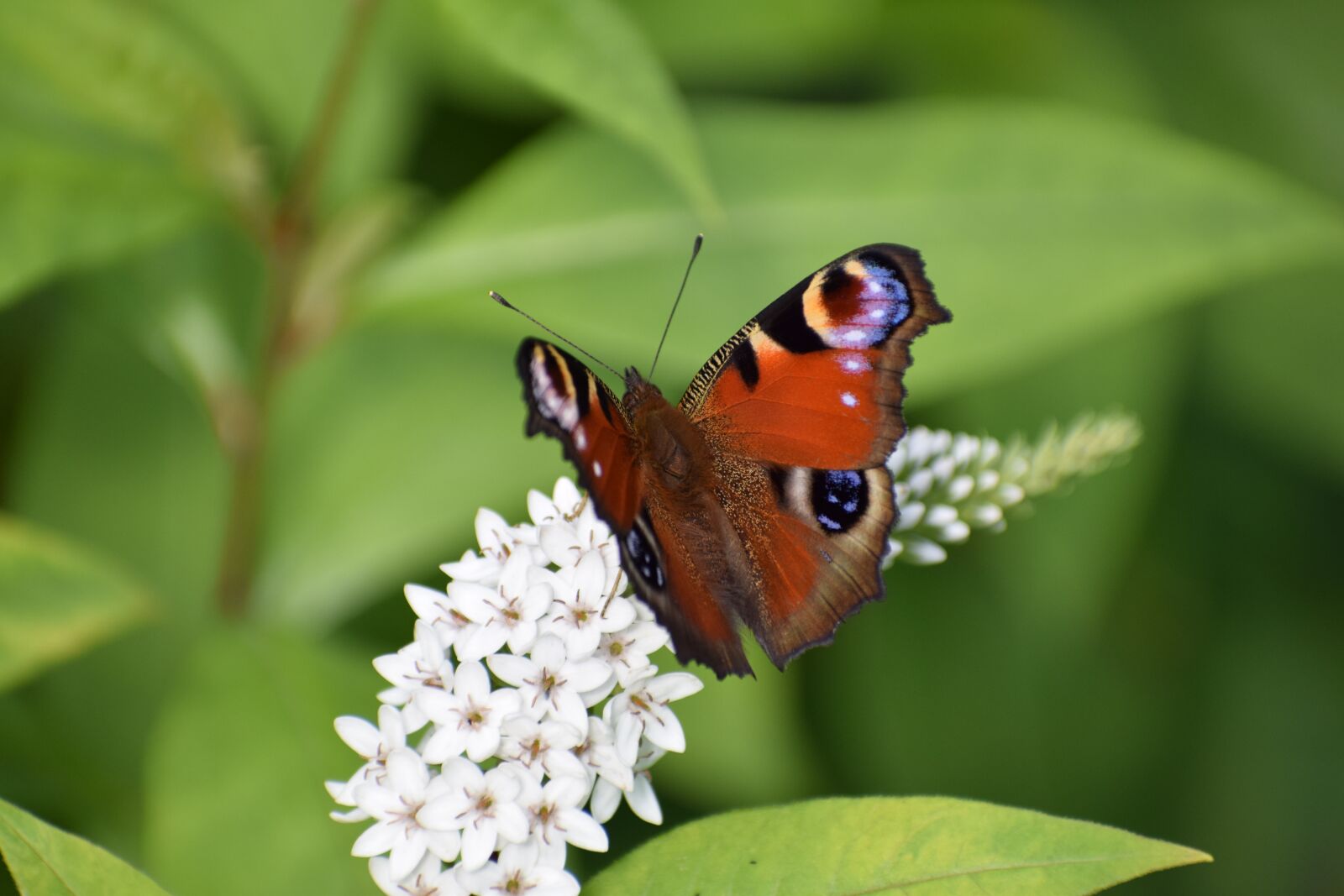 Nikon D3300 sample photo. Nature, bug, butterflies photography