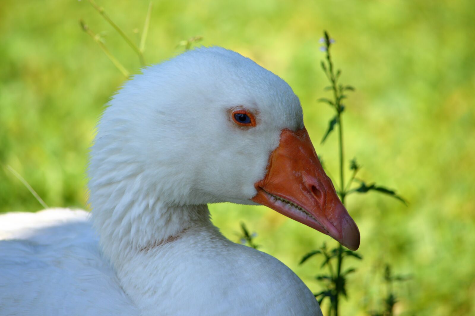 Nikon D3200 sample photo. Goose, portrait, eyes photography