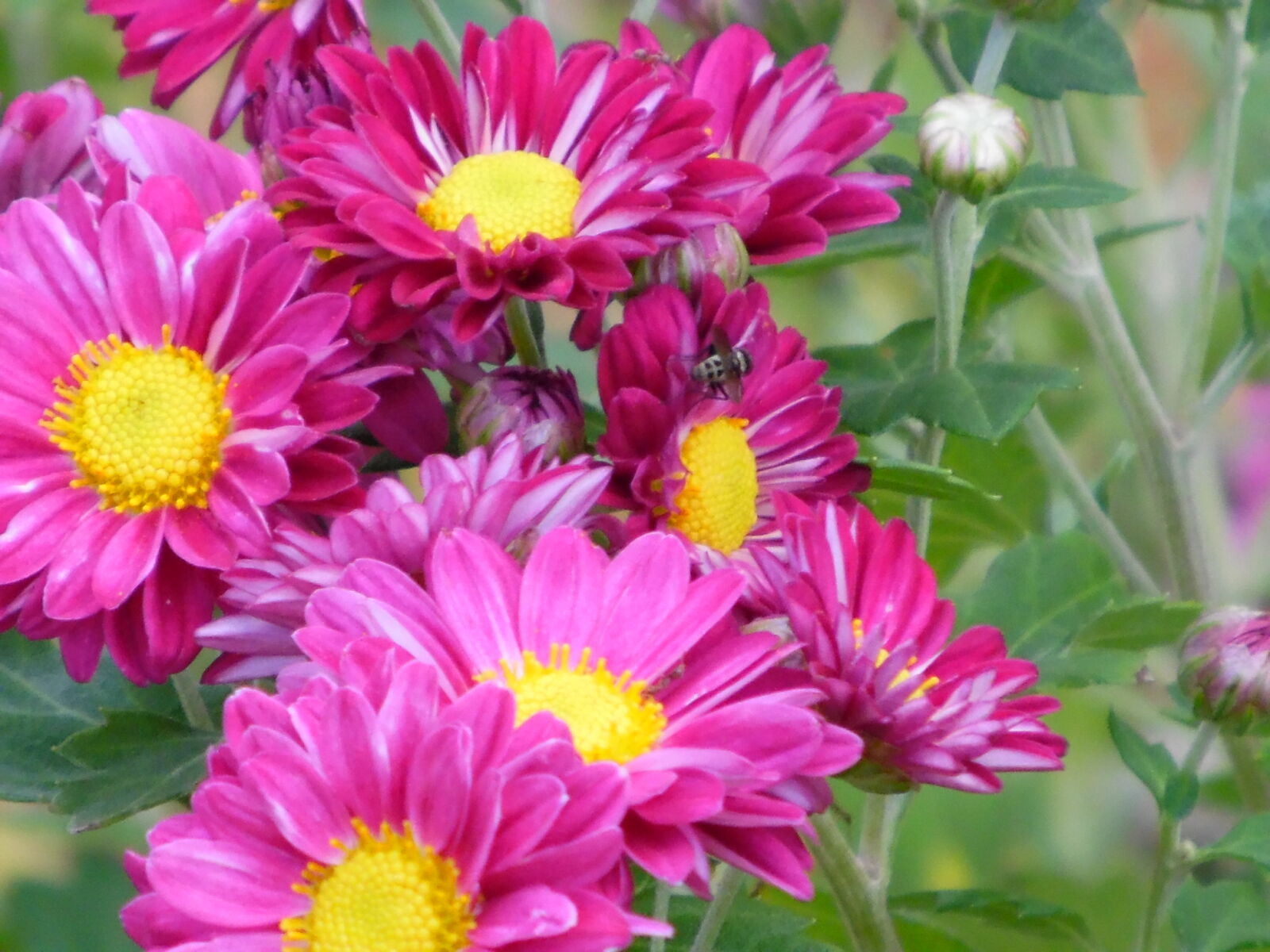 Samsung WB1100F/WB1101F/WB1102F sample photo