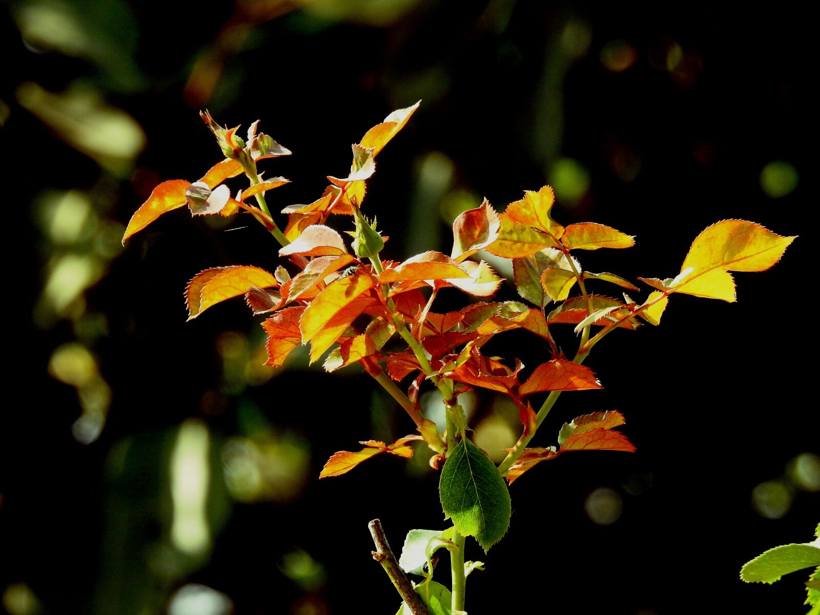 Nikon Coolpix P900 sample photo. Rose, buds, flowers photography