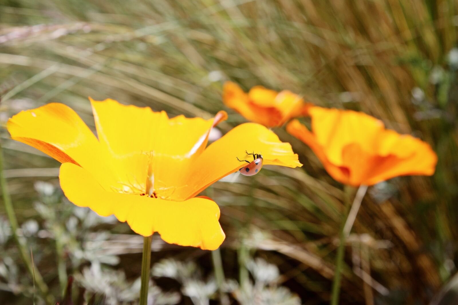 Canon EOS 450D (EOS Rebel XSi / EOS Kiss X2) sample photo. Poppy, ladybug, nature photography
