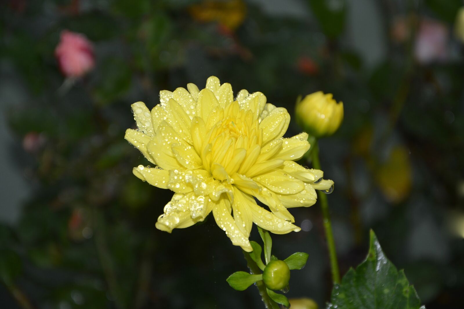 Nikon D5200 sample photo. Yellow flowers, button flower photography
