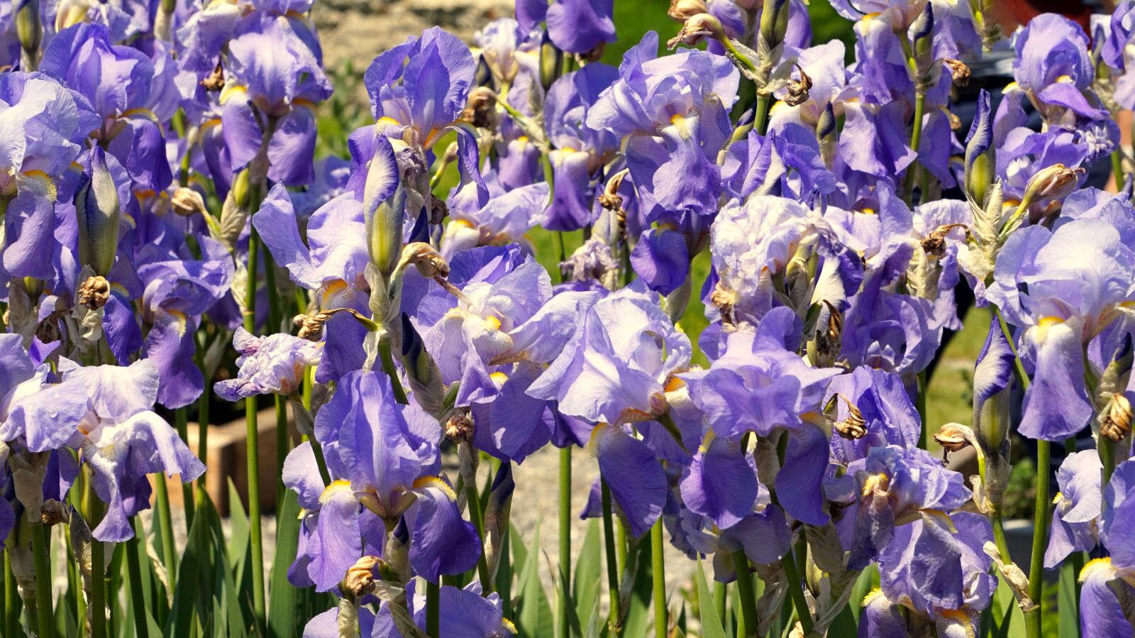 Sony Alpha a5000 (ILCE 5000) + Sony E 55-210mm F4.5-6.3 OSS sample photo. Iris, blue, blossom photography