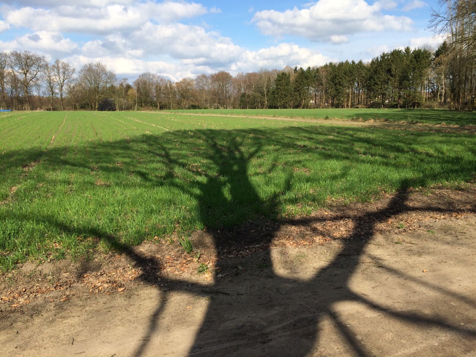 iPhone 5s back camera 4.15mm f/2.2 sample photo. Tree, shadow, pasture photography