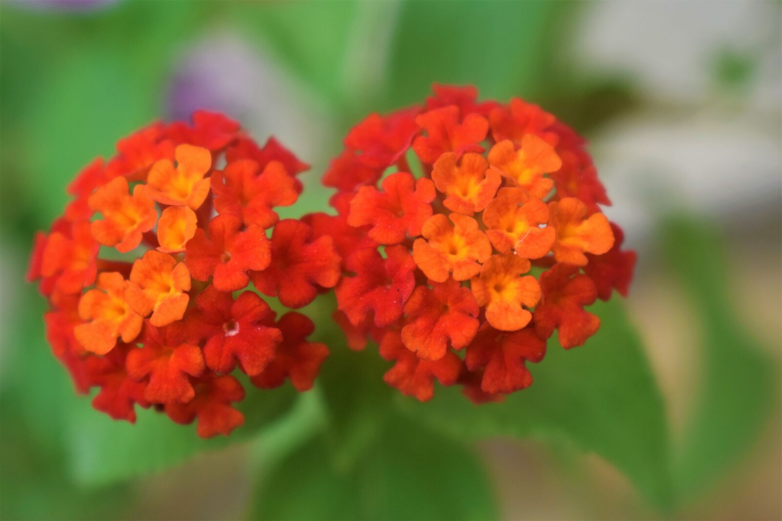 Nikon D5300 sample photo. Flowers, rose, nature photography