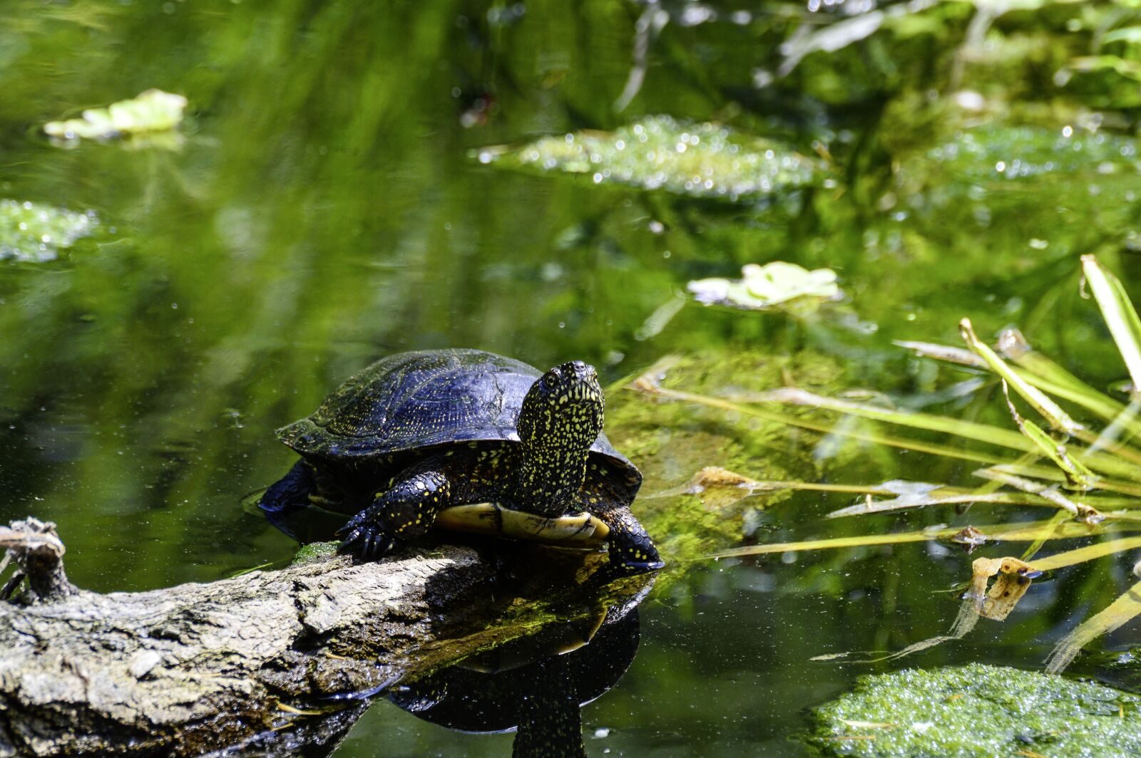 Nikon D3200 sample photo. European, marsh turtle, turtle photography