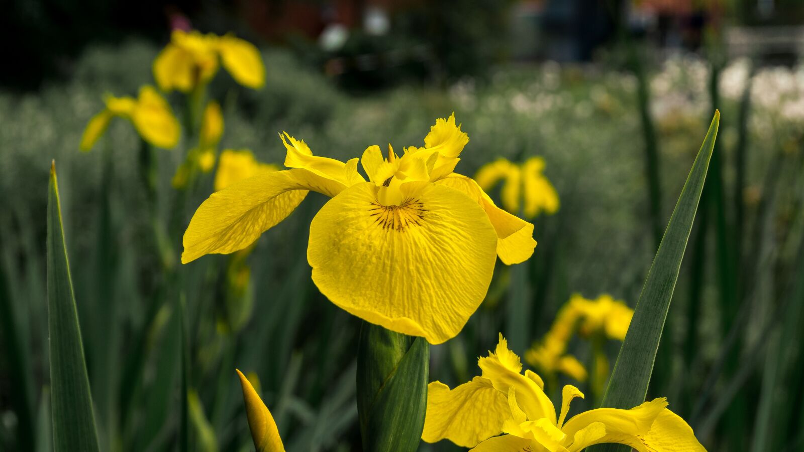 Sony Alpha a5000 (ILCE 5000) sample photo. Flower, blossom, bloom photography
