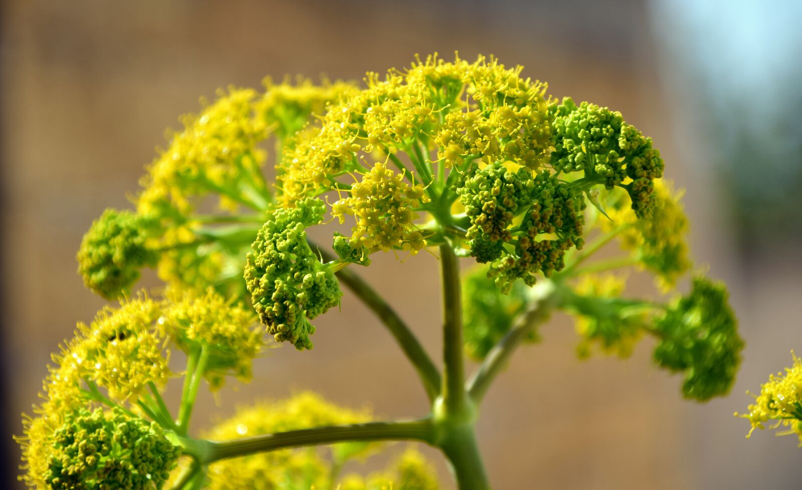 Nikon D3300 sample photo. Fennel, wild fennel, blossom photography