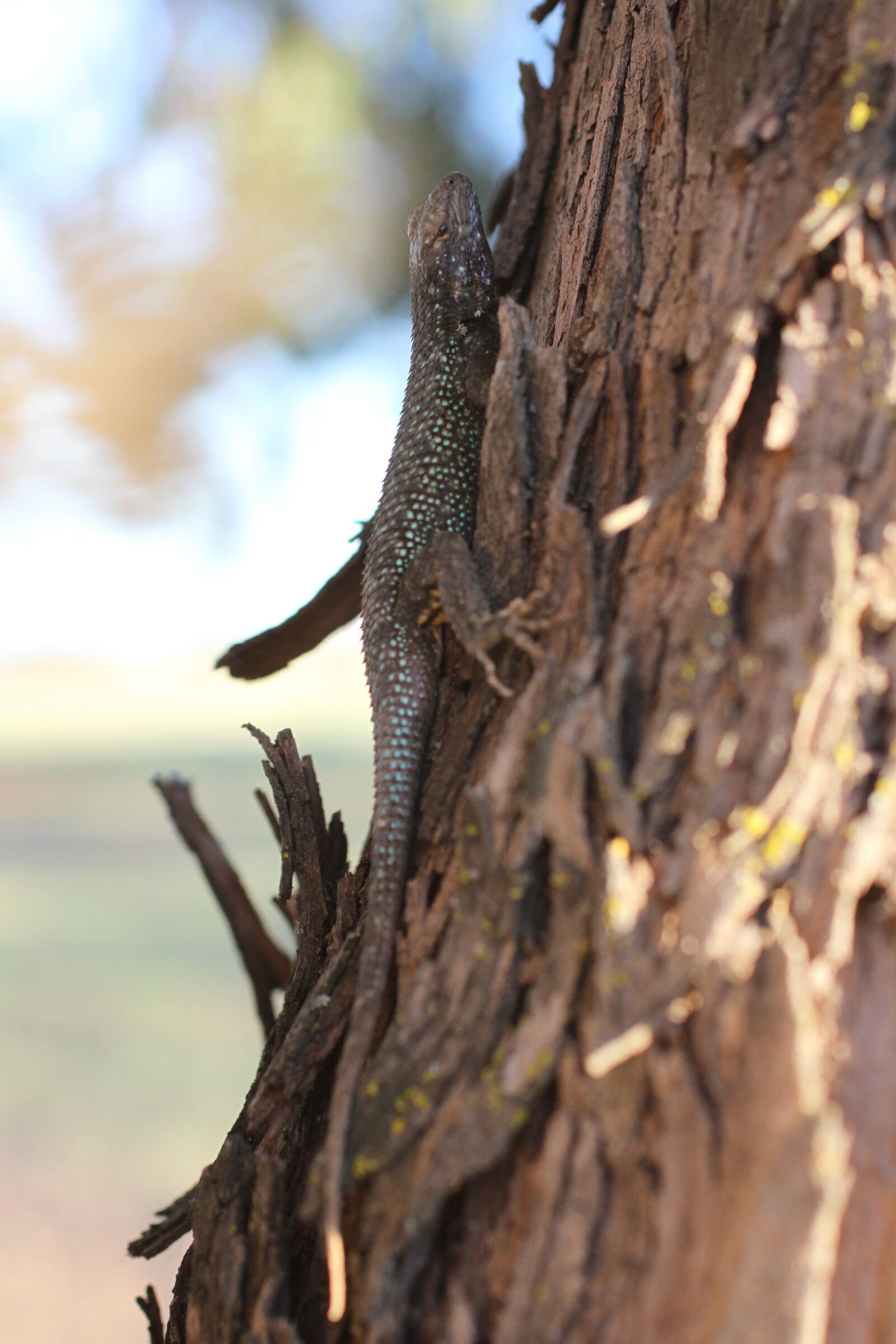 Canon EOS 7D sample photo. Western fence lizard, sceloporus photography