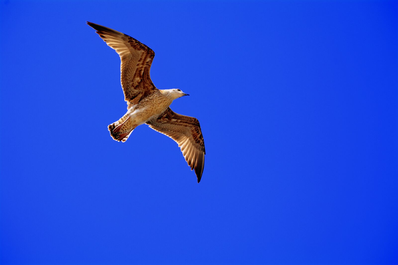 Nikon D7100 sample photo. Seagull, freedom, sky photography