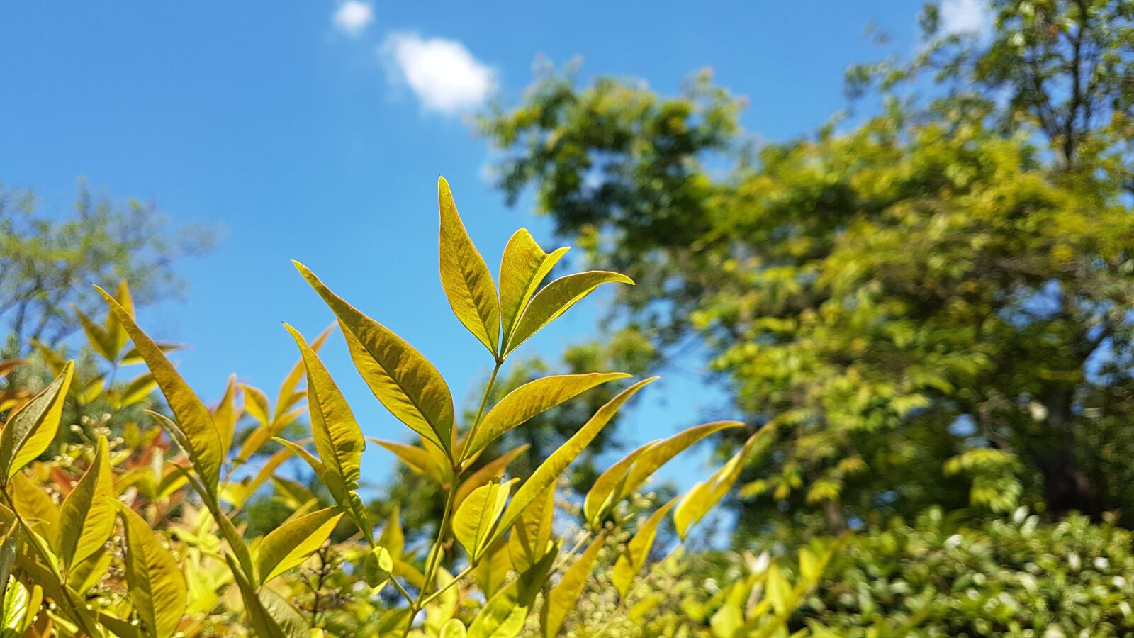 Samsung Galaxy S7 sample photo. Garden, plant, tree photography