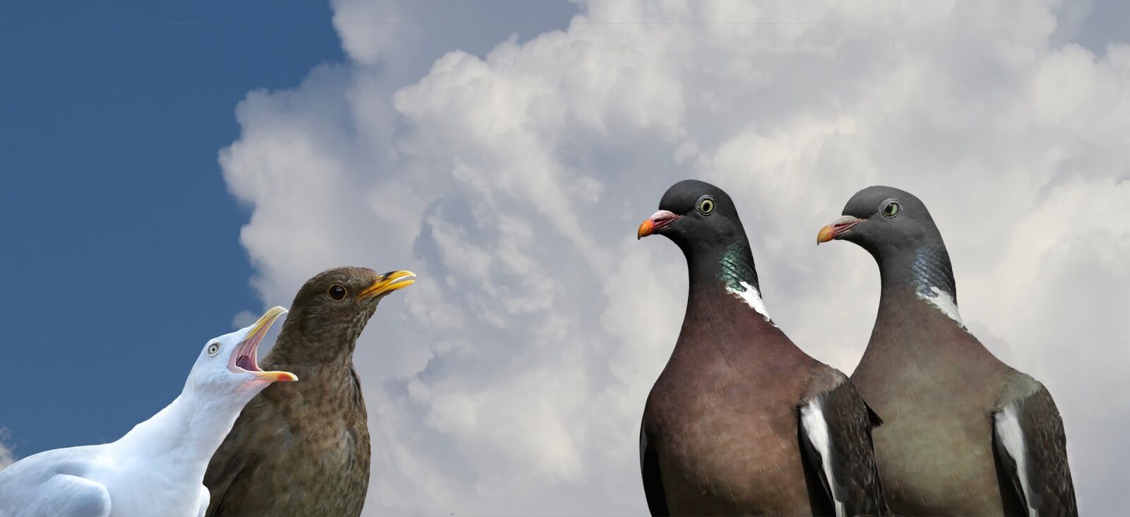 Canon EOS 7D sample photo. Dove, blackbird, seagull photography
