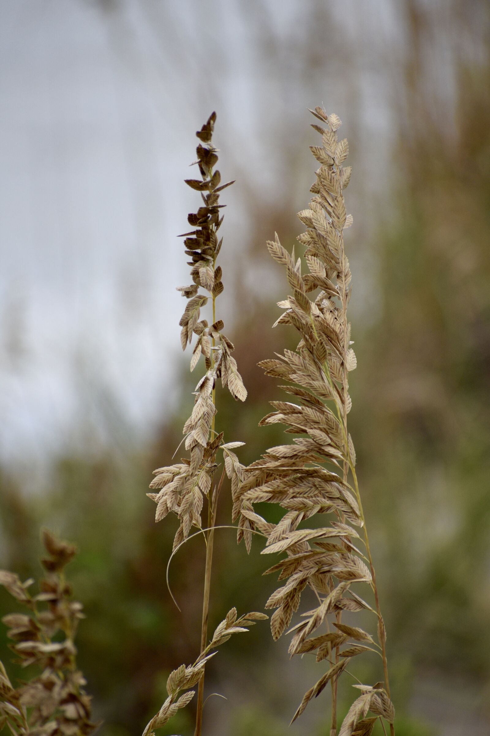 Nikon D3400 sample photo. Sea oat grass, weed photography
