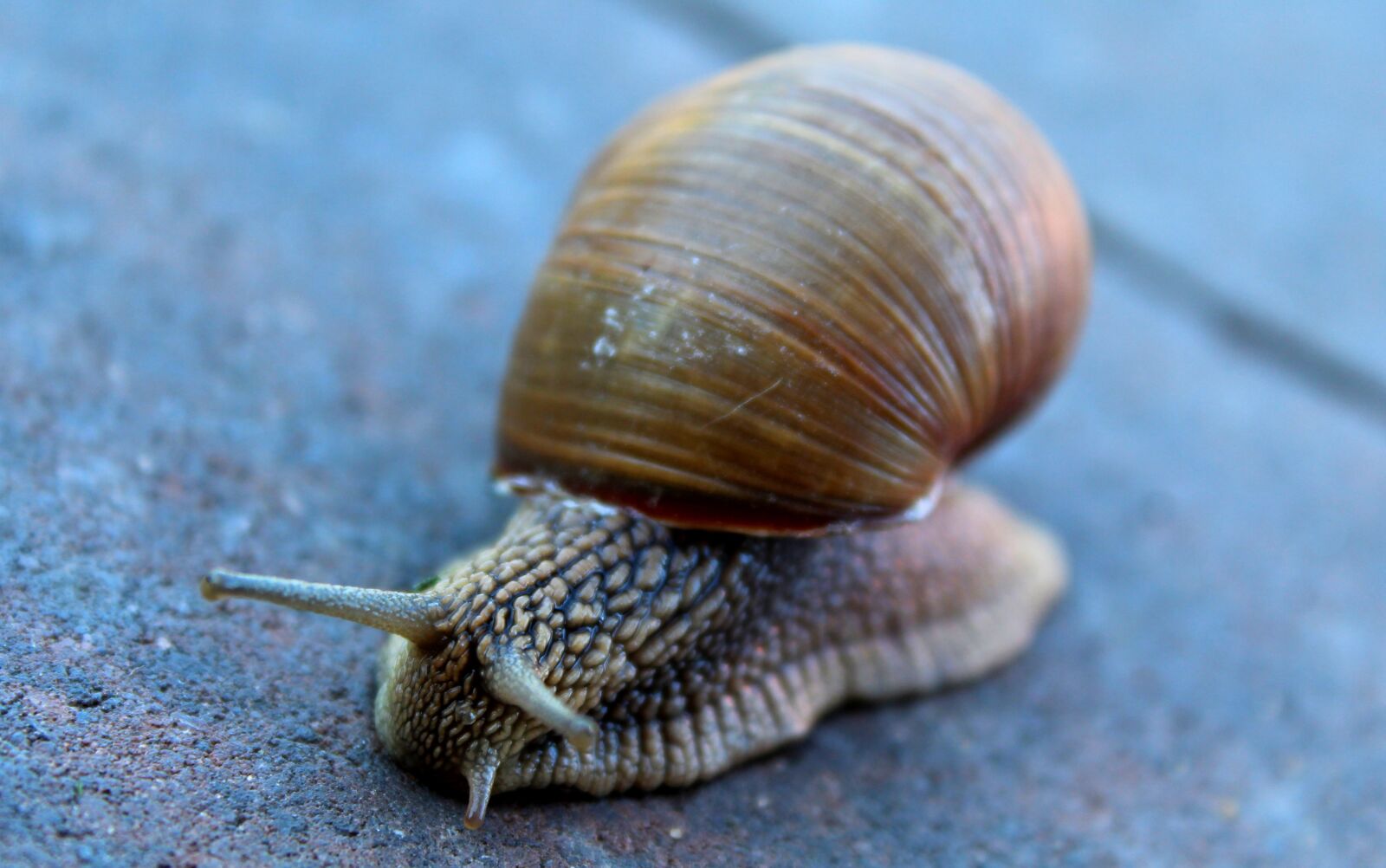 Canon EOS 1300D (EOS Rebel T6 / EOS Kiss X80) sample photo. Snail, grass, animals photography