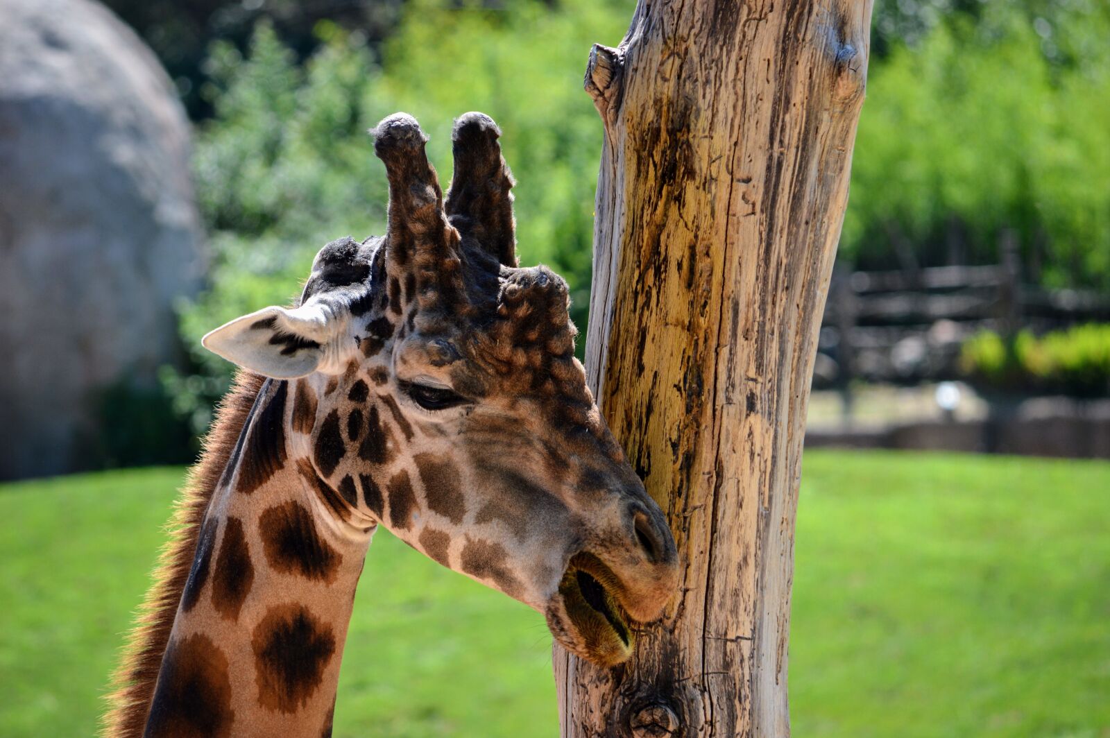 Nikon D3200 sample photo. Giraffe, torino, zoo photography
