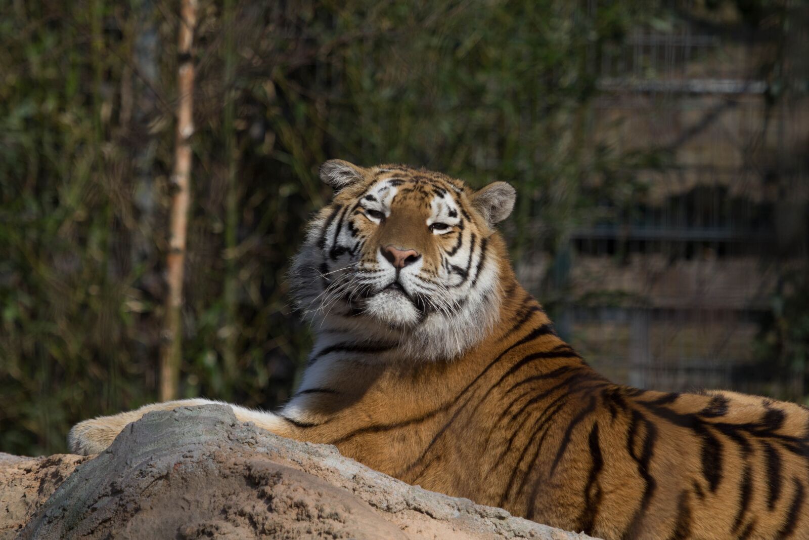Canon EOS 60D + Canon EF 100-400mm F4.5-5.6L IS USM sample photo. Stripes, tiger, serenity photography