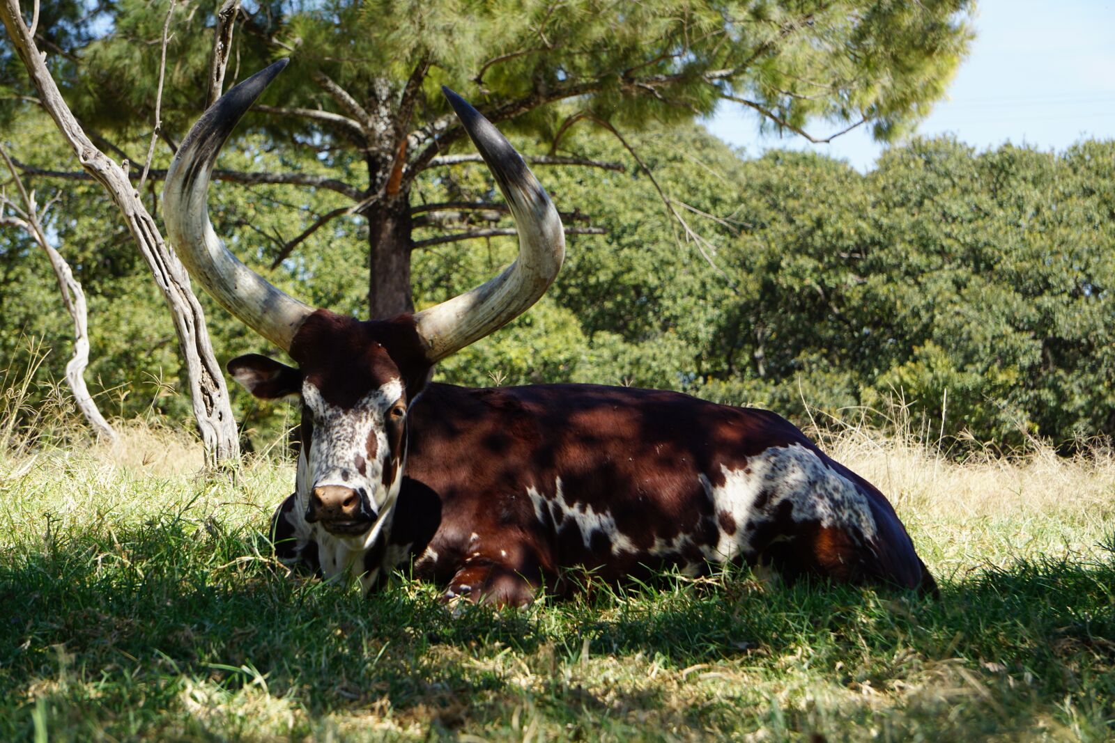 Sony a5100 sample photo. Antelope, animals, nat photography