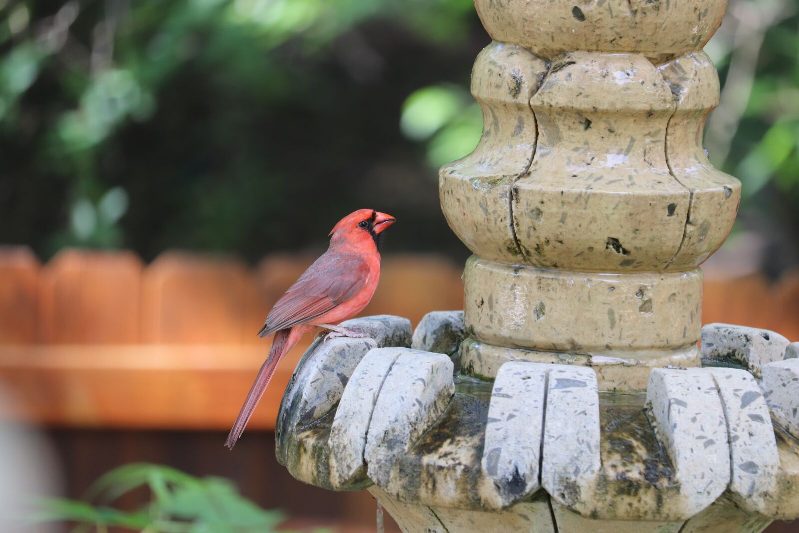 Canon EOS 800D (EOS Rebel T7i / EOS Kiss X9i) + Canon EF-S 55-250mm F4-5.6 IS STM sample photo. Cardinal, red bird, male photography