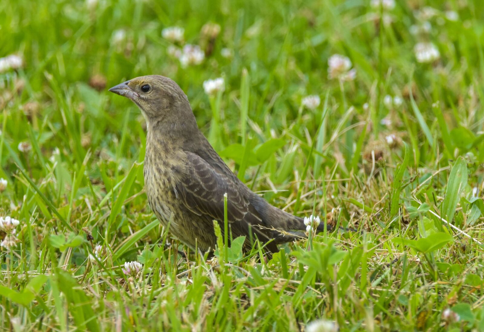 Nikon D3400 sample photo. Nature, wildlife, bird photography