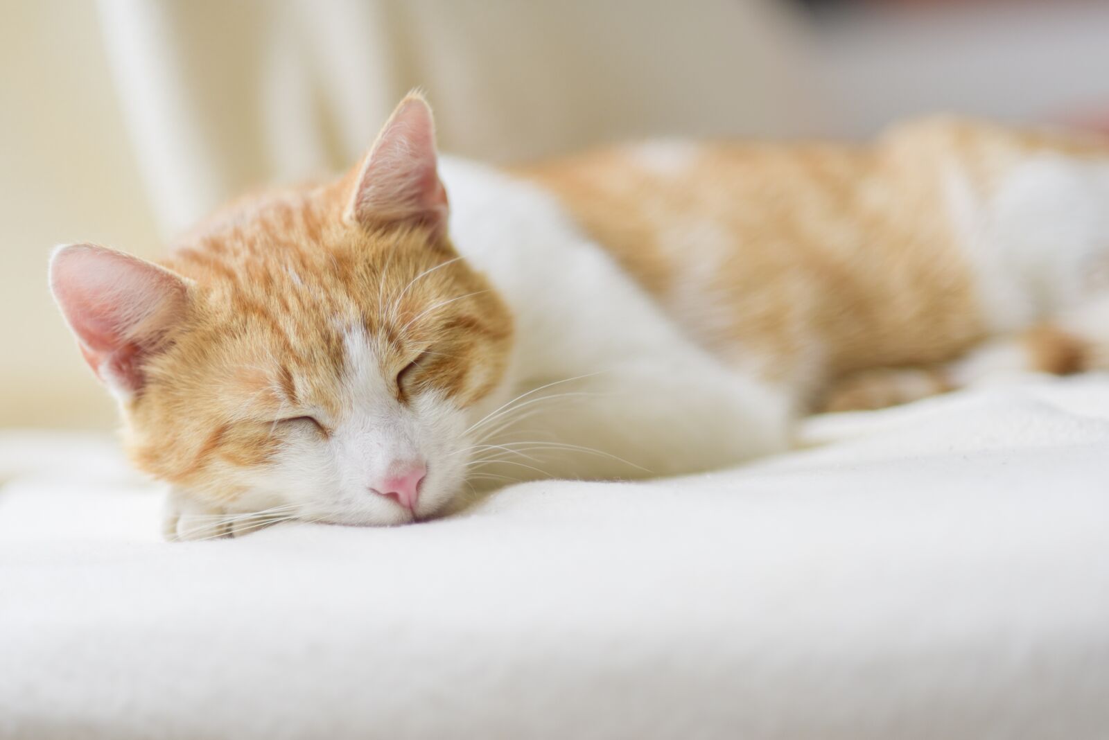 Nikon D750 sample photo. Cat, sleep, relax photography