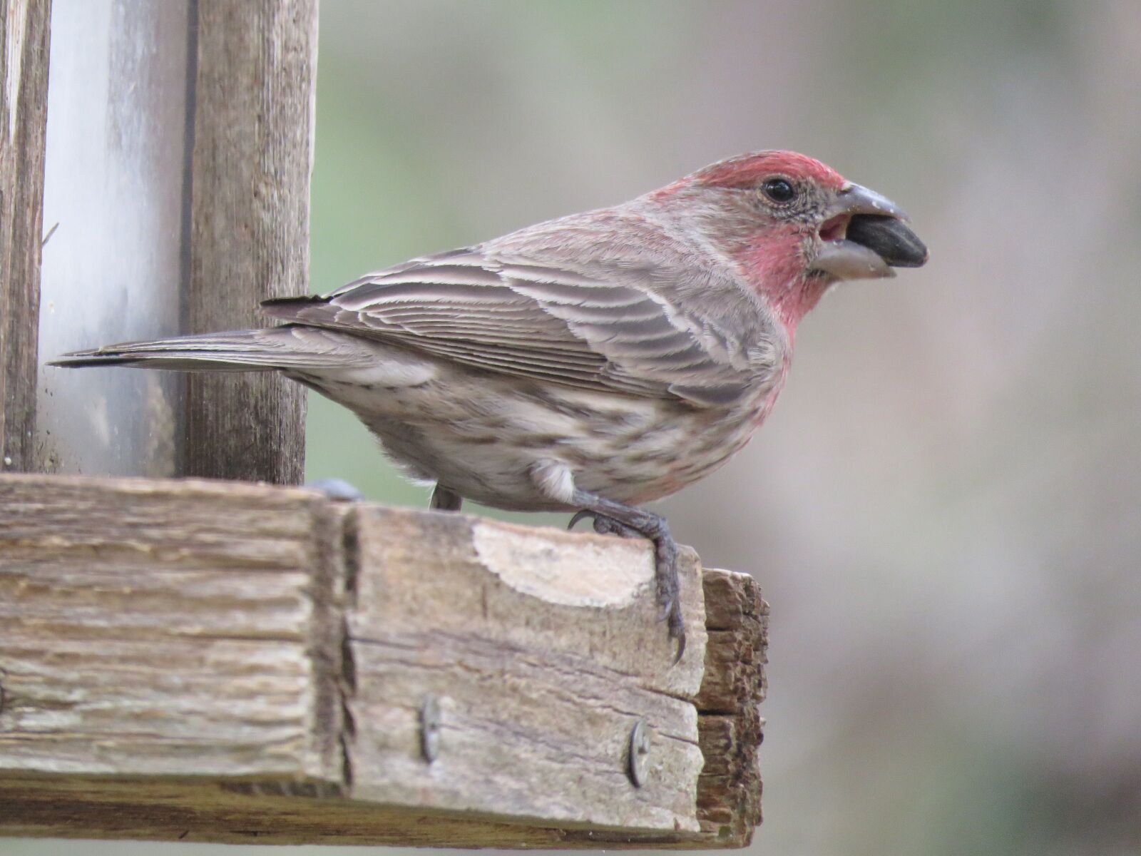 Canon PowerShot SX60 HS sample photo. Bird, wildlife, close up photography