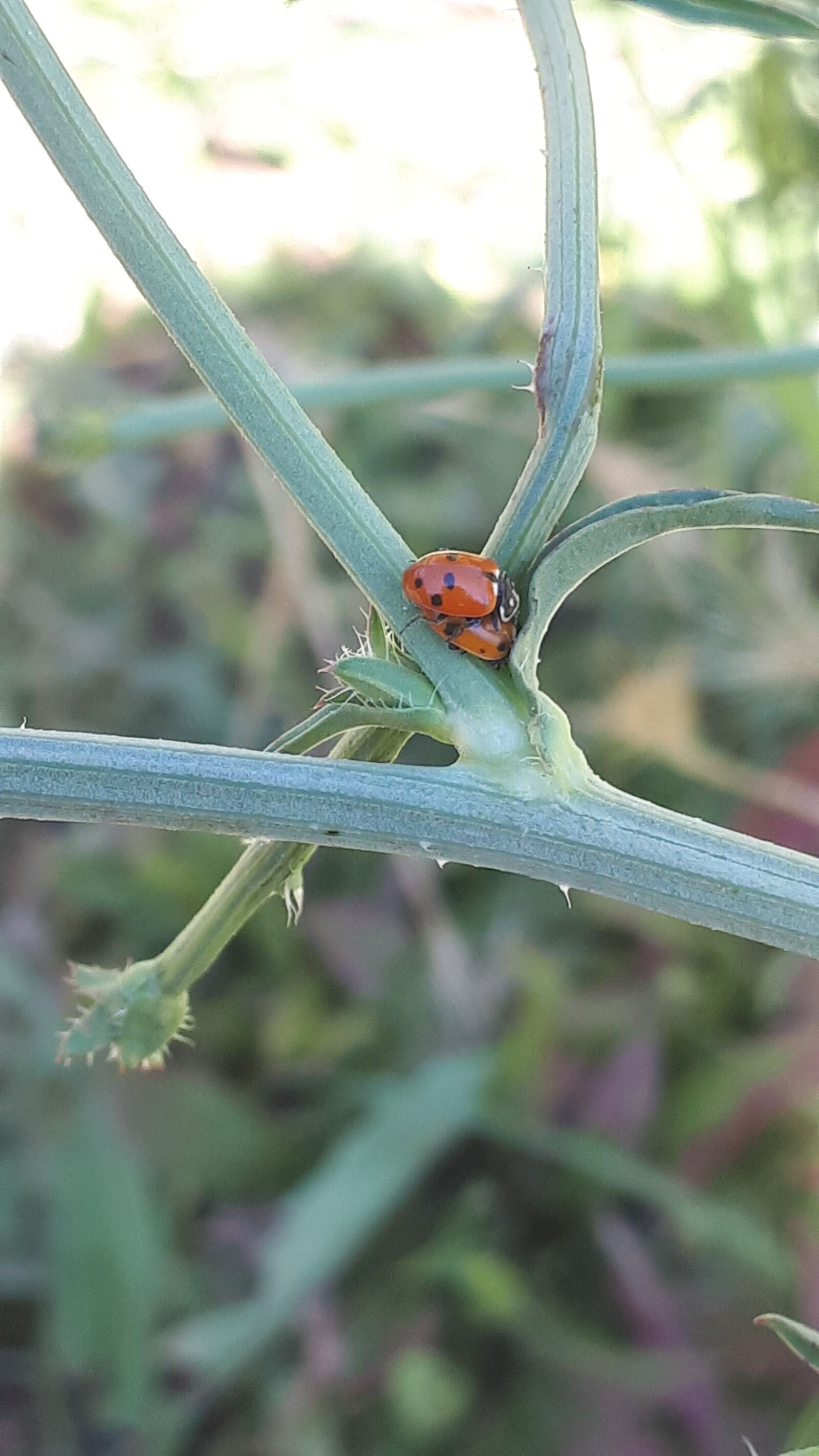 Samsung Galaxy A5(2017) sample photo. Ladybird, ladybug, ladybugs photography