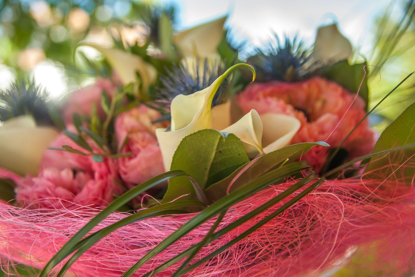 Pentax K10D sample photo. Flowers, bouquet, blue thistle photography