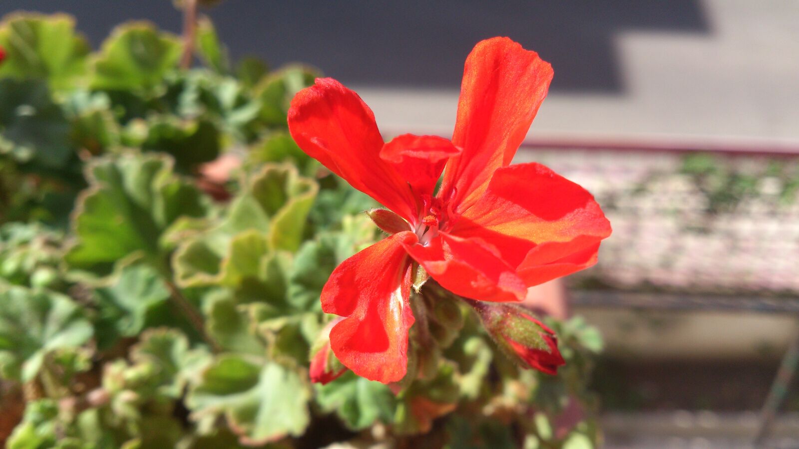 Sony Ericsson Xperia S sample photo. Flowers, geranium, red flower photography