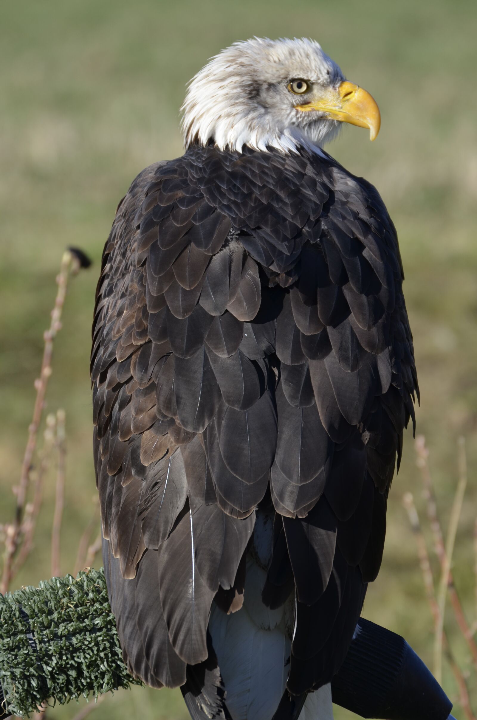 Nikon D5100 sample photo. Adler, bill, raptor photography