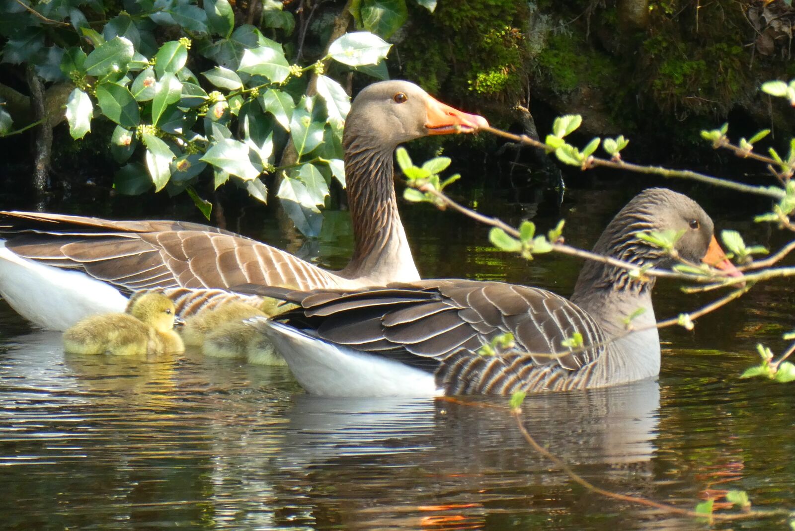 Panasonic Lumix DC-ZS70 (Lumix DC-TZ90) sample photo. Geese, chicks, spring photography