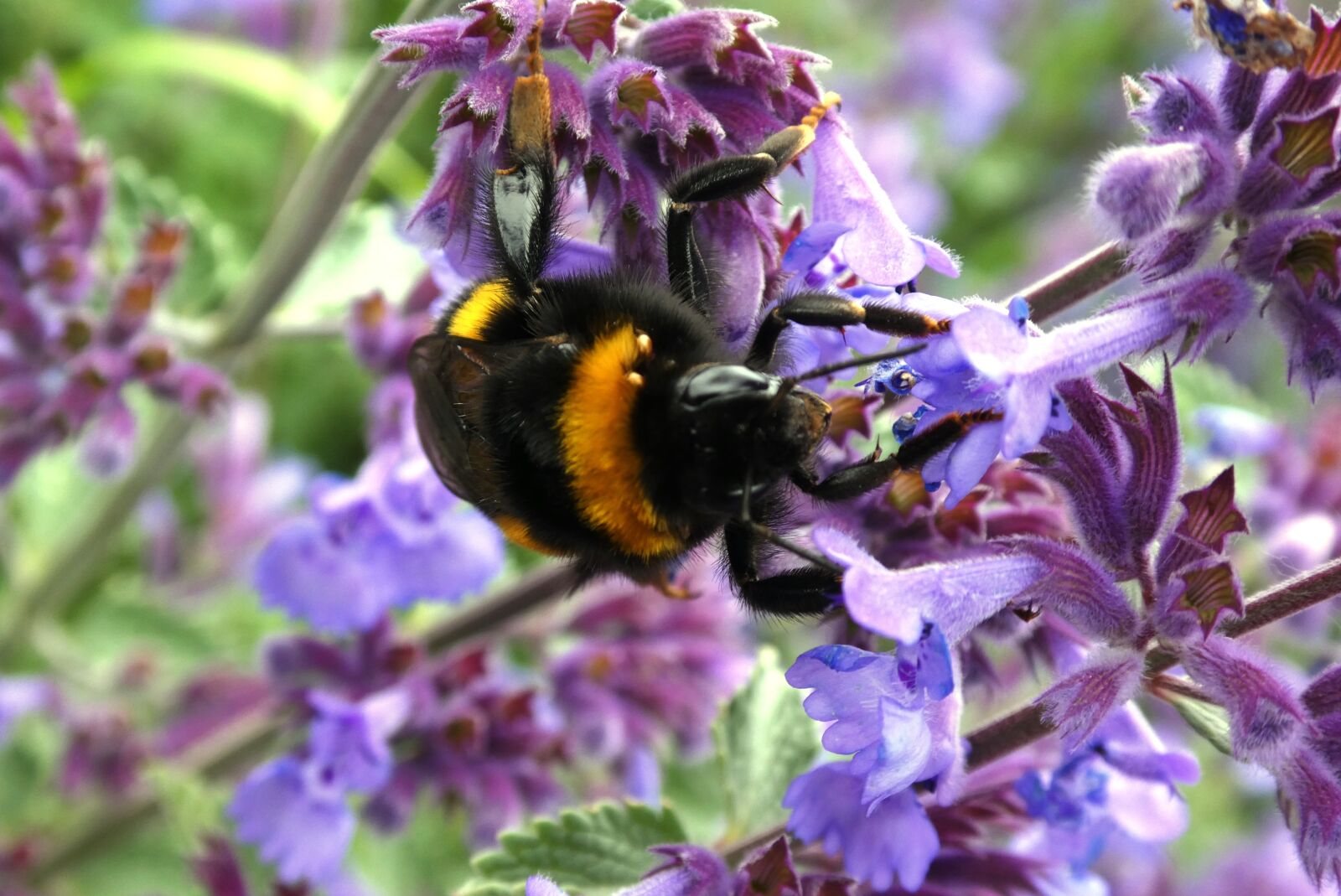 Panasonic Lumix DC-ZS70 (Lumix DC-TZ90) sample photo. Bug, bumblebee, flower photography