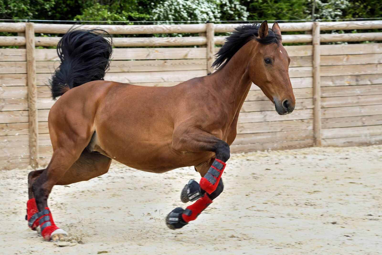 Nikon D500 sample photo. Animal, horse, sport, brown photography