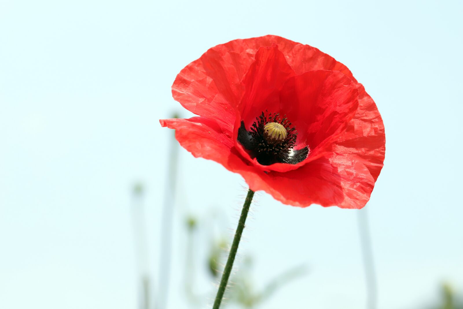 Canon EOS 6D Mark II sample photo. Flowers, poppy, plants photography