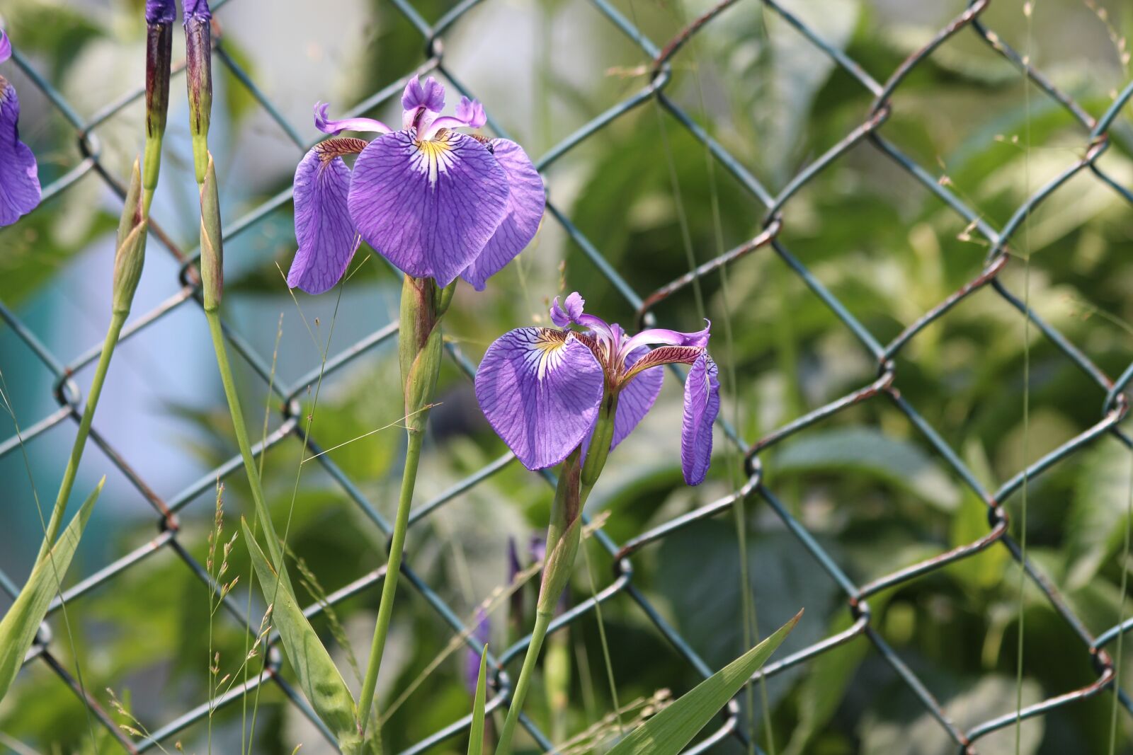Canon EOS 650D (EOS Rebel T4i / EOS Kiss X6i) sample photo. Irises, flowers, spring flowers photography